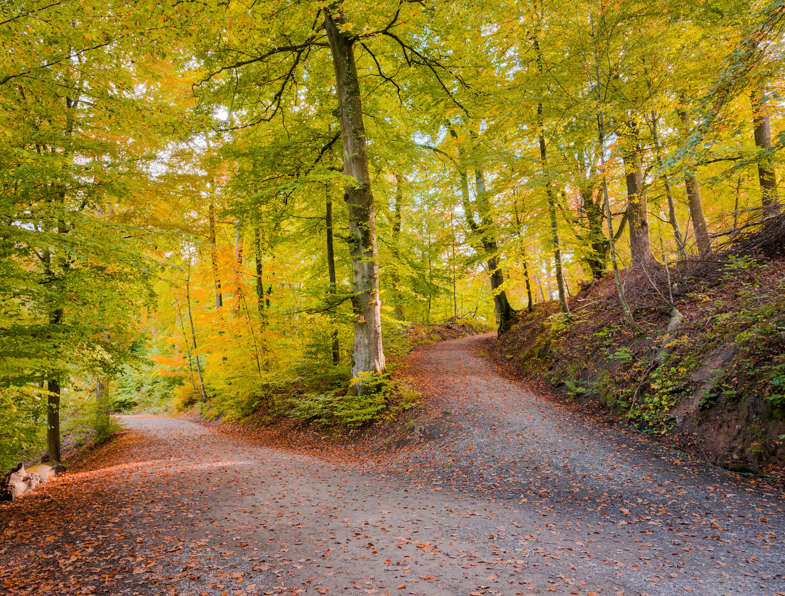 Waldweg am Neuen See, Naturschutzgebiet Rotwildpark, Stuttgart